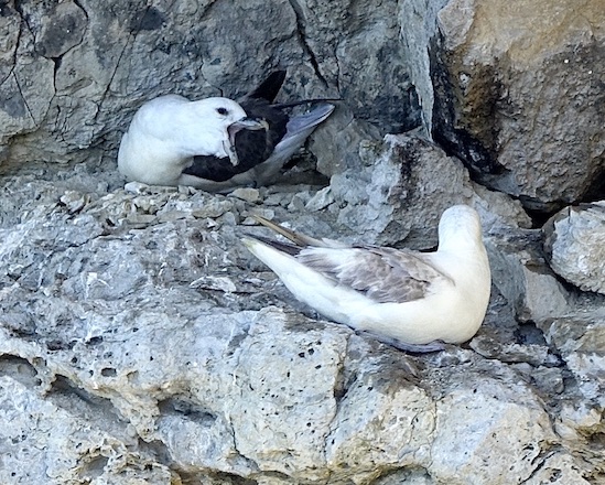 fulmar